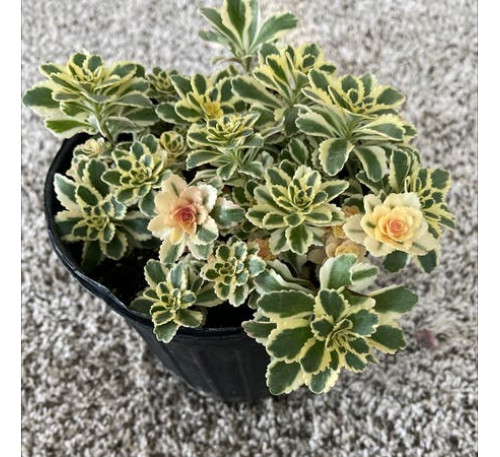 Седум такесимський  " Атлантіс" (Sedum takesimense 'Atlantis')
